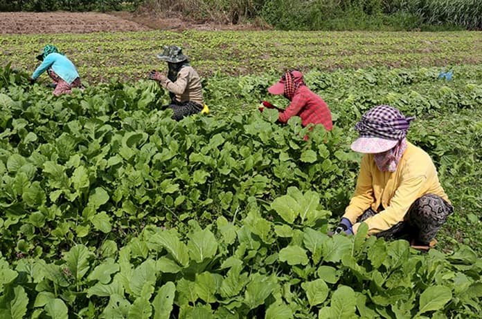 Organic certification in Cambodia