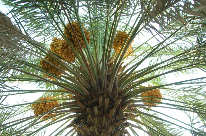 date_palm_with_fruits-featured-image