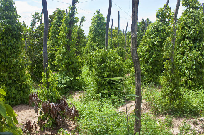 cambodia-pepper-plantation-biggest-featured-image