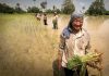 Cambodia, agriculture, rice, exports