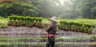 Cambodia Agricultural Sector Prospects 2024