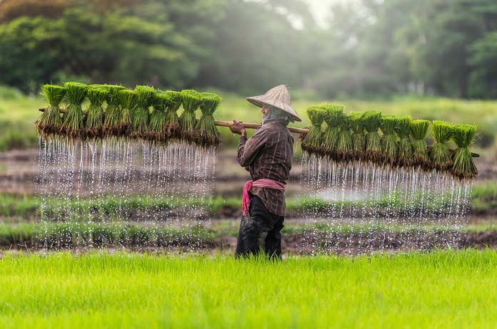 cambodia-usaid-agriculture-featured-image
