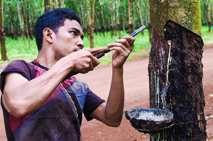 Cambodia Rubber Exports