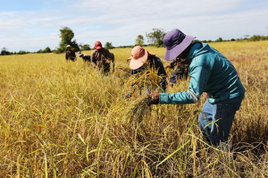 Cambodia’s Economy: 2020 Summary and 2021 Predictions - B2B CAMBODiA