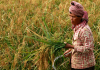 Rice Cambdodia Exports