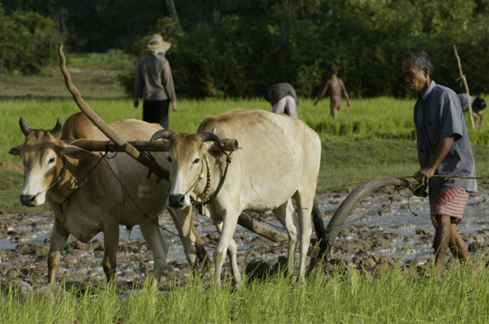 Cambodia Agriculture 2022