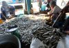 Cambodia Fisheries