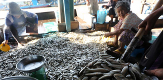 Cambodia Fisheries