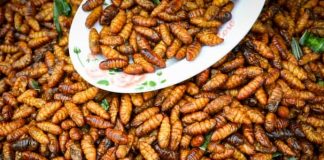 Edible Insects Cambodia