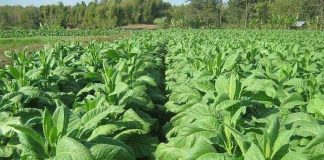 Cambodia Tobacco Exports