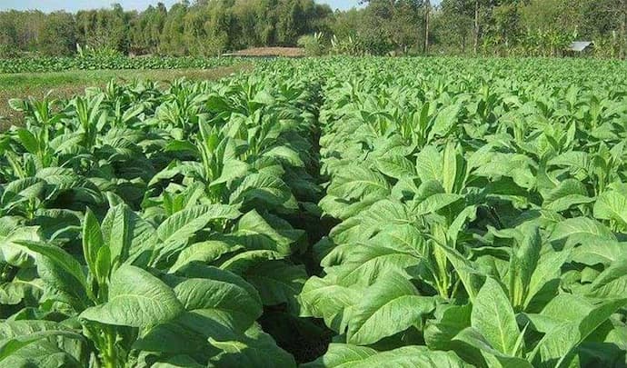 Cambodia Tobacco Exports