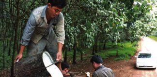 Cambodia's Rubber Exports To Face New EUDR Legislation