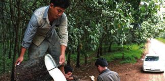 Cambodia's Rubber Exports To Face New EUDR Legislation