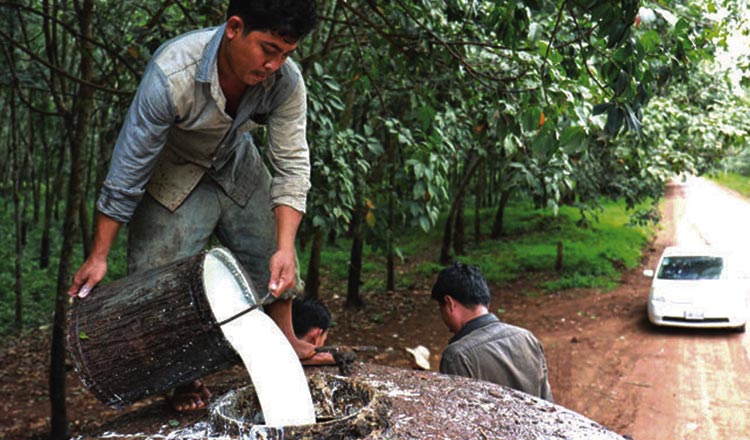 Cambodia's Rubber Exports To Face New EUDR Legislation