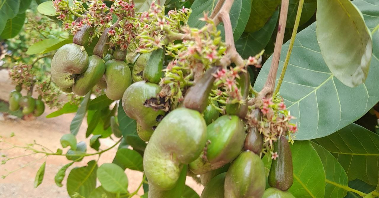 Cambodia Targetting Ambitious Processed Cashew And Export Growth