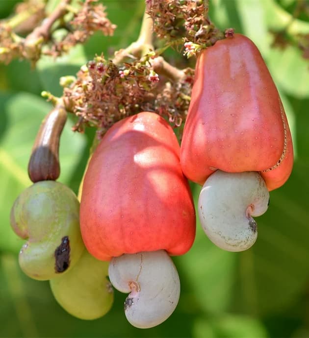 World Cashew Conference 2024 Siem Reap